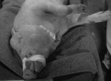 Putting an end to cruel “Danish Bacon” animal wounding exercises
